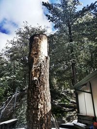 Low angle view of trees against sky