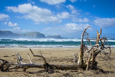 Driftwood on beach by sea against sky