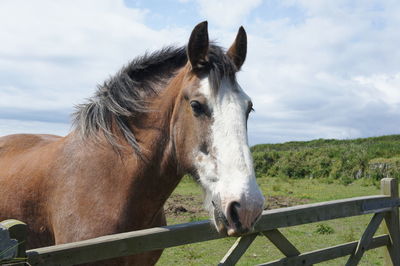 Close-up of horse standing on field against sky