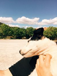 Cropped image of person stroking dog by trees against sky