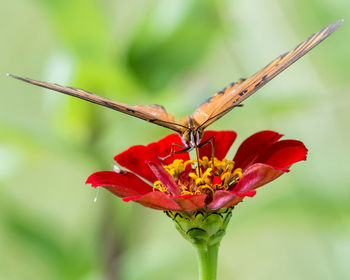 Close-up of butterfly pollinating on flower