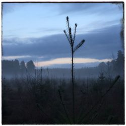 Bare trees in forest against sky