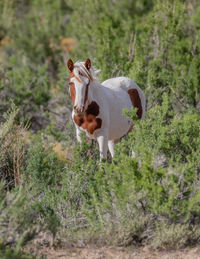 animal