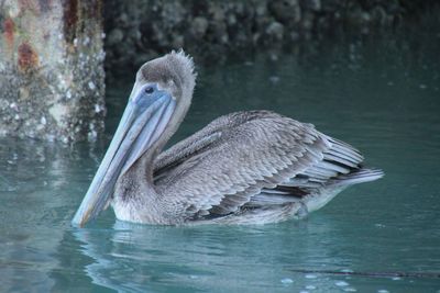 Close-up of pelican swimming in lake