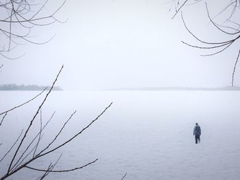 Bare trees in water