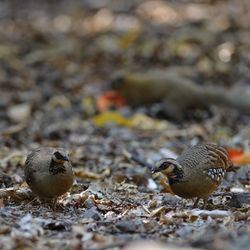 Close-up of birds on field