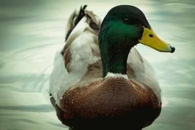 Close-up of a duck in lake