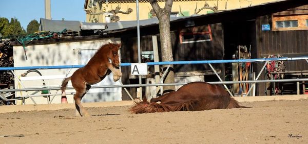 Horse in pen