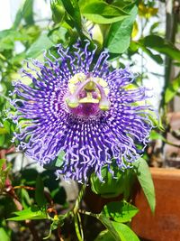 Close-up of purple flowers