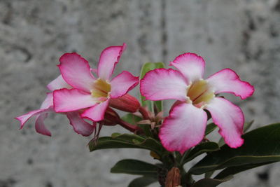 Close-up of pink flowering plant