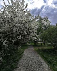 Footpath amidst trees against sky