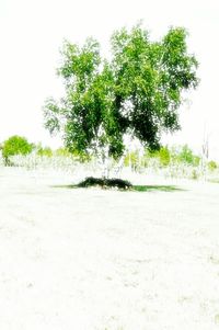 Trees on arid landscape