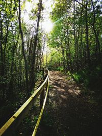 Footpath amidst trees in forest