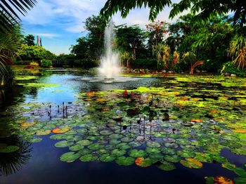 Water lily in pond