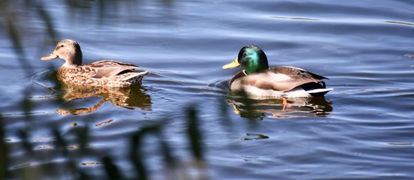 Ducks swimming in lake