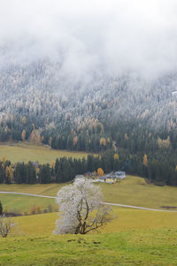 Scenic view of trees on field against sky