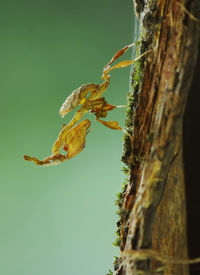 Close-up of caterpillar on tree trunk