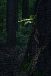 tree