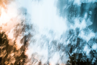 Low angle view of trees in forest against sky