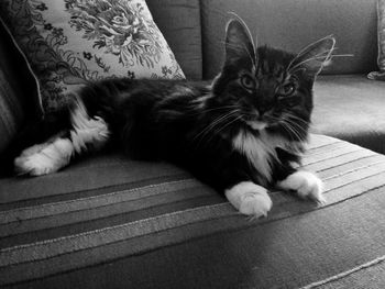 Close-up portrait of cat sitting on sofa at home