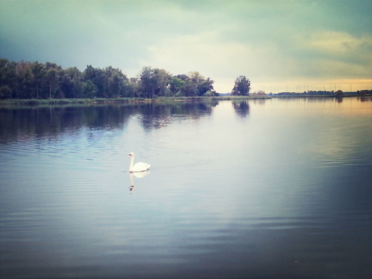 bird, animal themes, animals in the wild, water, wildlife, lake, waterfront, reflection, sky, swan, swimming, nature, tranquility, tranquil scene, duck, tree, one animal, beauty in nature, flying, water bird