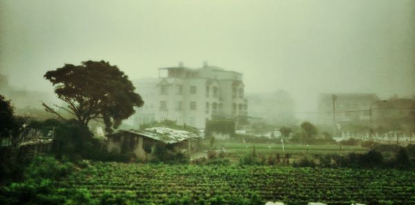 Trees in foggy weather