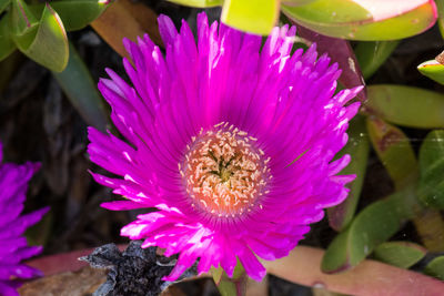 Close-up of pink flower