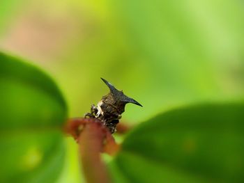 Close-up of ant on leaf