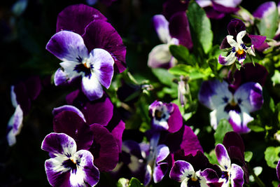 Close-up of purple flowering plants