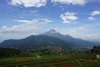 Scenic view of agricultural landscape against sky