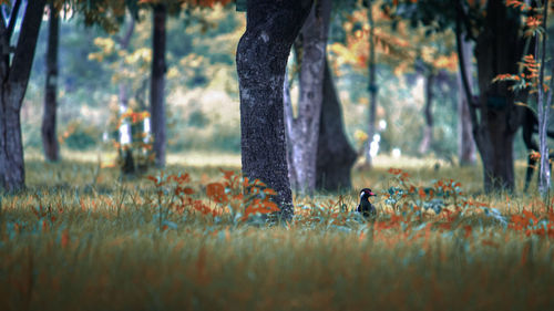 View of birds on land