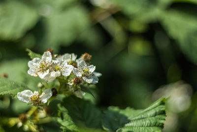 Close-up of honey bee on plant