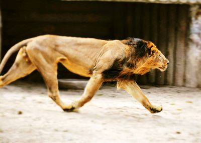 Side view of lion running