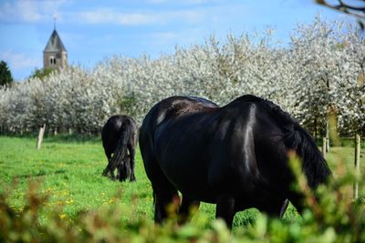 Horse grazing on grassy field