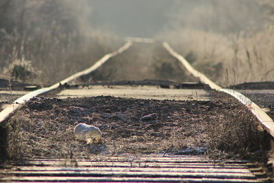 Close-up of horse