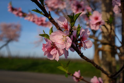 Close-up of pink flowers on branch