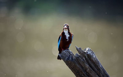 White throated kingfisher on a perch