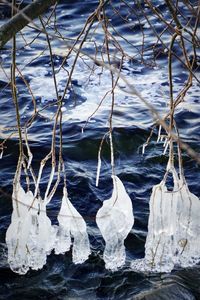 Close-up of ice on tree