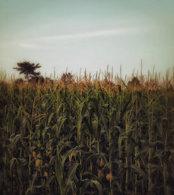 growth