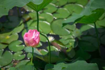 Close-up of lotus water lily in pond