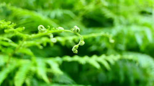 Close-up of fern leaf