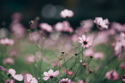 Close-up of pink cosmos flowers