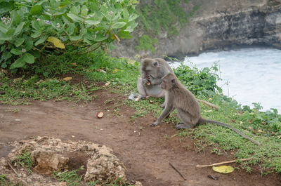 Monkey sitting on tree