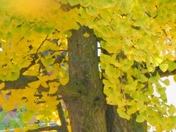 Close-up of yellow leaves