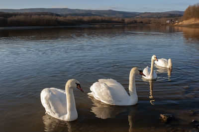 White swans group on the lake swim well under the bright sun