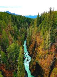 Scenic view of river in forest against sky