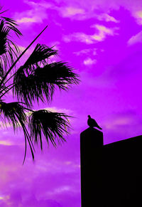Low angle view of silhouette bird on palm tree against sky