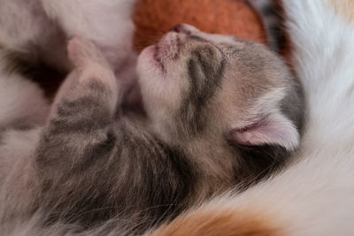 Close-up of cat sleeping