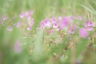 Close-up of pink flowering plants on land