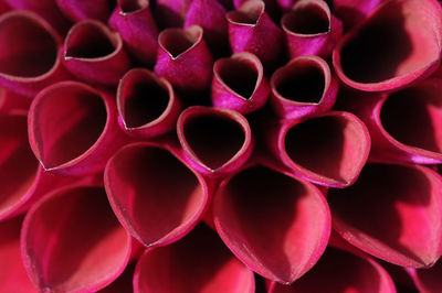 Full frame shot of flower